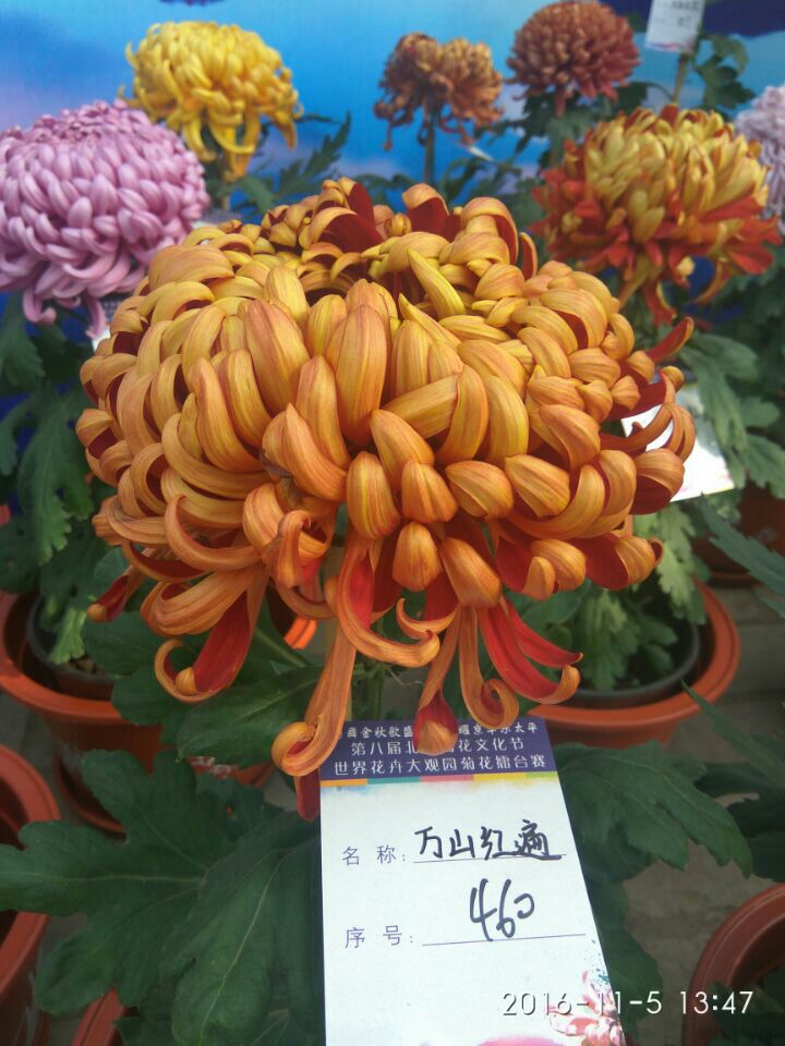 菊花盆花
