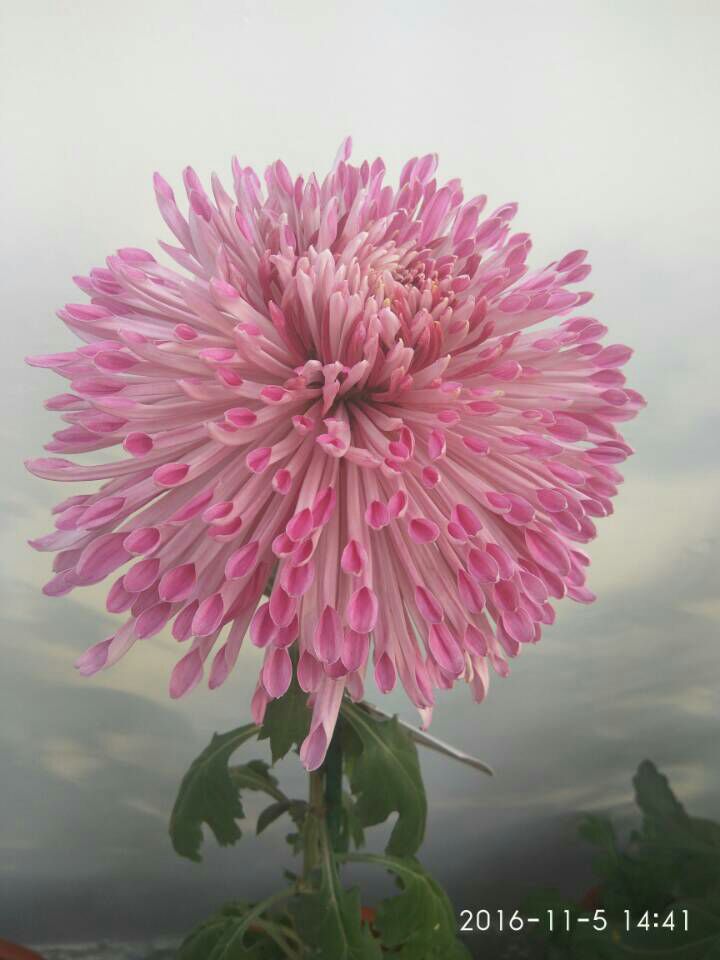 开封菊花 开封菊花