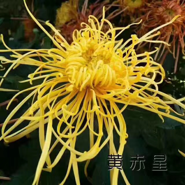 开封菊花