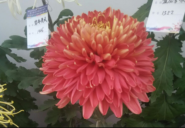 菊花盆花盘龙圆莲