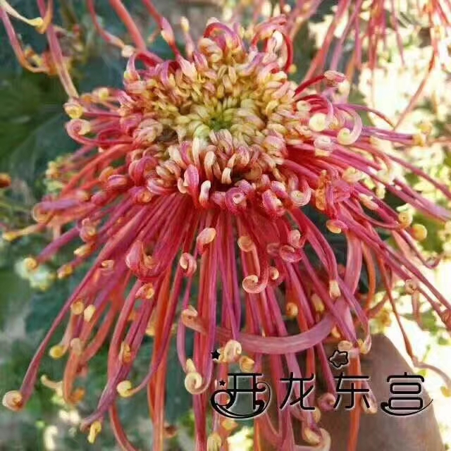 开封菊花