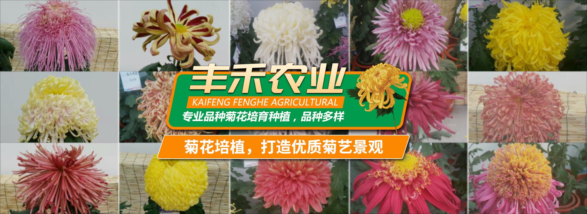 菊花基地