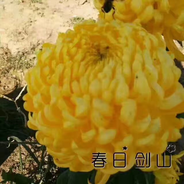 造型菊